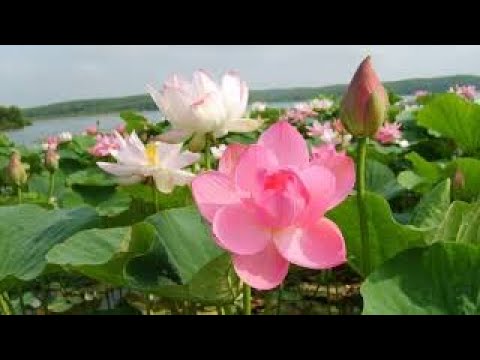 Пчелопродукция и дикоросы