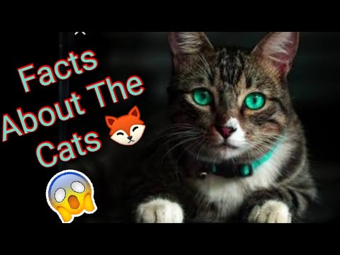 Facts About Cats 🦊