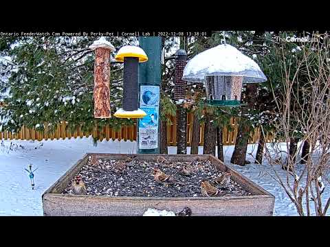 Frenzy Of Common Redpolls Arrive And Depart Ontario Feeders In Matter of Minutes – Dec. 8, 2022