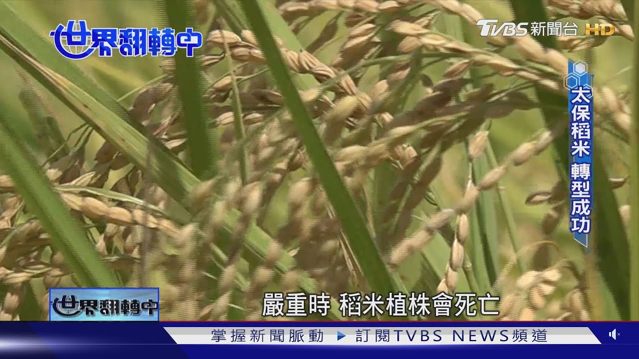 糧食危機! 極端氣候影響農作生長智慧科技提升收成