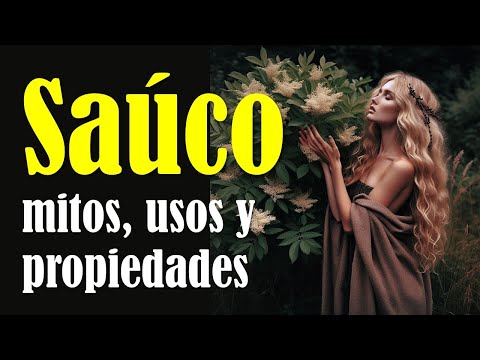 Mitos, usos y propiedades del saúco