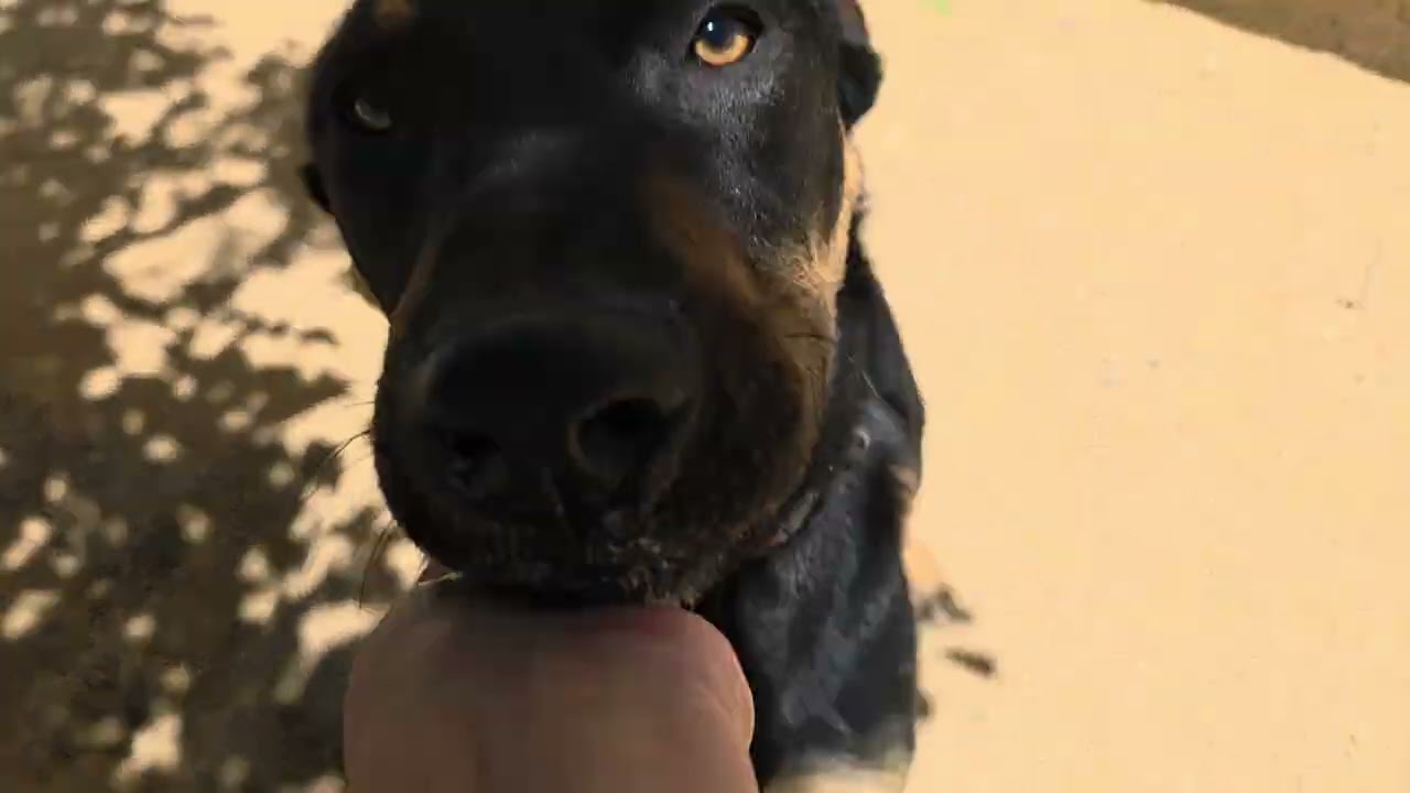 Tye, a Adoptable mixed breed in California City, CA video 6/6