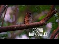 Brown Hawk Owlets Out In The Evening