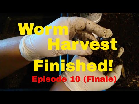 Finished! Red Wiggler Worm Harvest: Bait Cups & Horizontal Migration - Ep 10 (Finale)