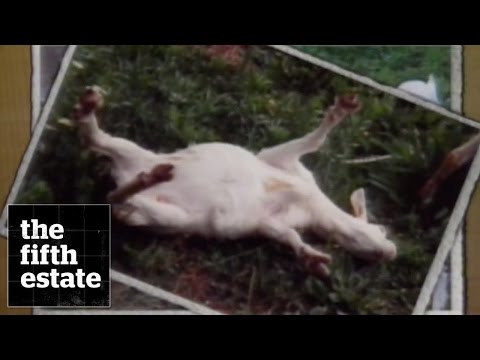 Fainting Goats (1991​) - the fifth estate