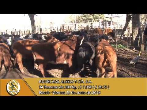 22-06-18 Venta de Hembras - Hourcade, Albelo y Cía. S.A. - Rauch