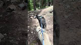 Great #hike #itsahuskything #oskar #rosey #inuk #rescuedog