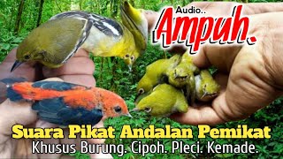 Download lagu Suara Pikat Andalan. Khusus Burung Cipoh Dan Pleci Kemade. 💯% Ampuh.. mp3