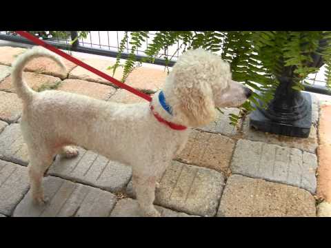 Chad, an adopted Poodle in Houston, TX_image-1