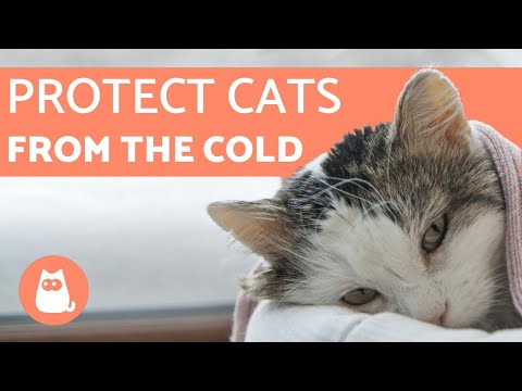 How to Protect Cats from COLD WEATHER ⛄ 5 TIPS
