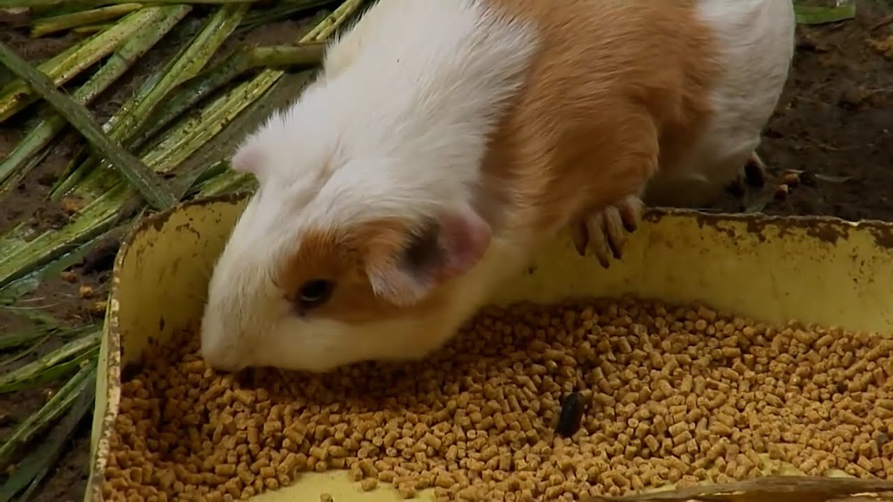 22 ENE   CAP 2   PRODUCCIÓN DE CUYES HUESACO SAN JUAN DE PASTO