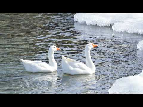 Snow Goose Sounds Video: Wild Geese Nature Sounds