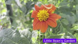 Mexican Sunflower ~ Seed to flower { 2022 Vid 46 }