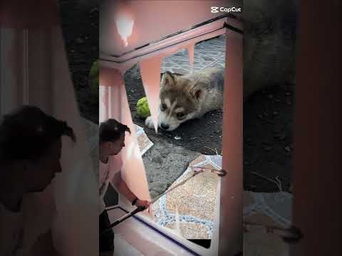 ti sais mon chien 🥹