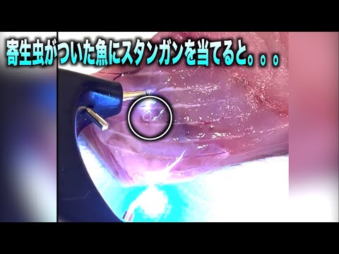 金耳、アザラシ耳 植物