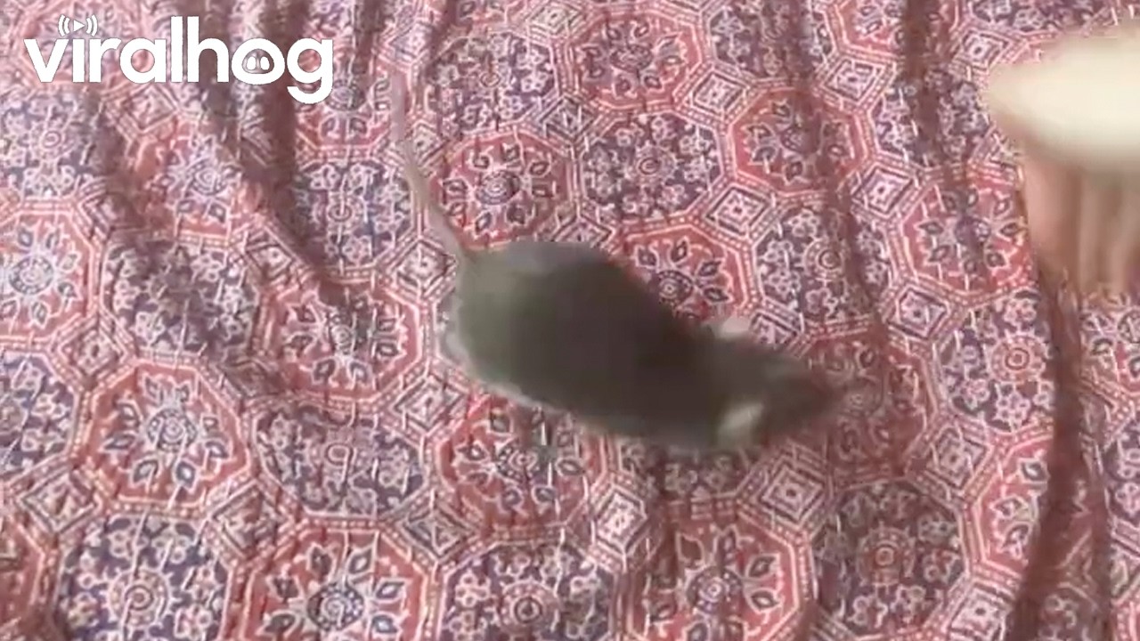 Rat Bending Powers Unlocked || ViralHog