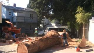 preview picture of video 'California Tree Solutions   (408) 910-5143'