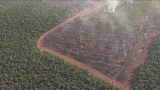 Amazzonia, deforestazione senza limite: 2000 alberi al minuto