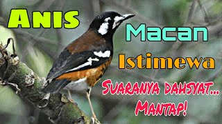 Download lagu BURUNG KICAUAN ANIS MACAN GACOR NGEPLONG SUARA MERDU - ADA KICAU mp3