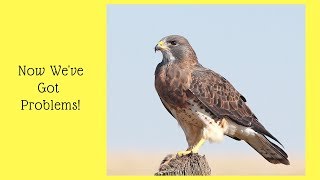 Now We&#39;ve Got Problems - A Red-Tailed Hawk Likes Our Chickens!