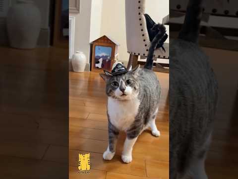 Funny Cat & Cute Kittens678😻 #shorts #kucing #kucinglucu #funny #pet #cat #foryou #viral #viralvideo