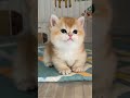 Cat In Washing Machine Catvideos Cat Animals Catlover Kitten Funnycats Meow