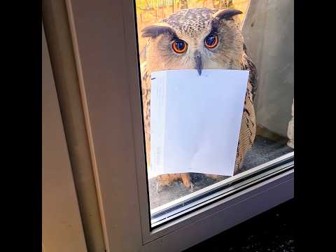 💥 சம்பவம் செய்த ஆந்தை 😮 மிரண்டுபோன மற்ற பறவைகள் 🥵 Owl Revenge #shortsfeed #tamil #history