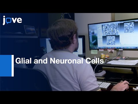 Glial and Neuronal Cells Analysis by 3D Reconstruction | Protocol Preview