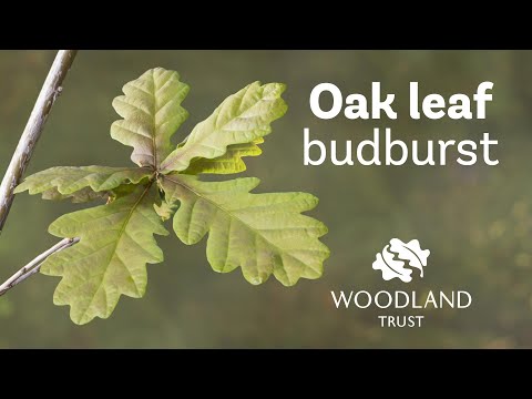 Oak leaf budding Timelapse | Woodland Trust