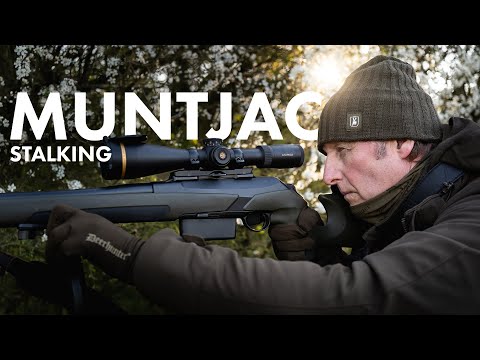 Prime Springtime Muntjac Stalking & Calling!