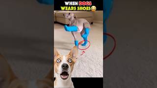 Download lagu WHEN DOGS WEAR SHOES😂 #shorts mp3 Download lagu WHEN DOGS WEAR SHOES😂 #shorts mp3