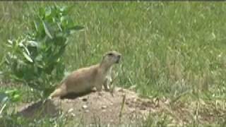Badlands Prairie Dog.mov