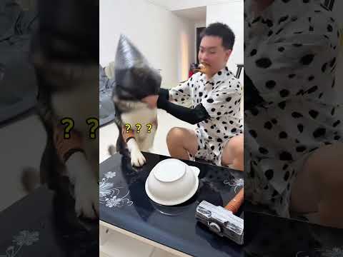 Aren't these just pieces of fried chicken? , Cute pet debut plan funny dog vs man