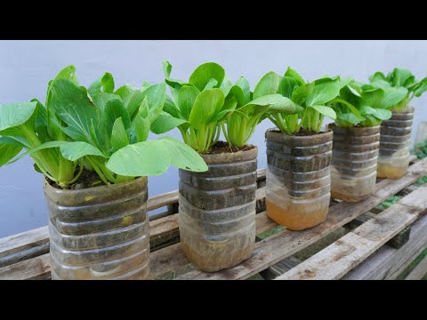 Let s grow bitter melon for your family this way it s very fruity and easy to make