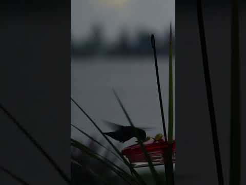 Kush janë Eulijate e Allahut?Hoxhe AbduRrahim Balla