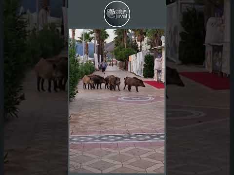 Presença crescente de javalis perto da cidade