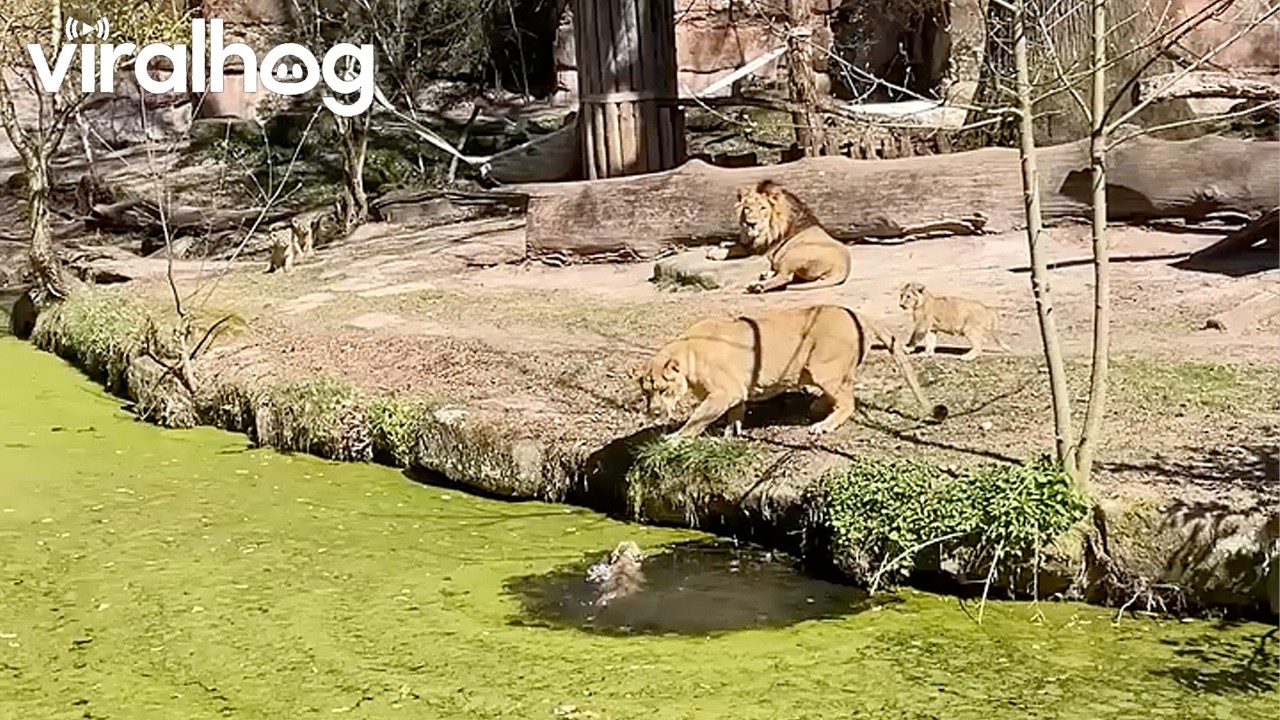 Lioness Saves Her Cub While Fending Off Belligerent Male || ViralHog
