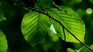 Download lagu Background Video Dedaunan Tertiup Angin | Cinematic Video Background mp3