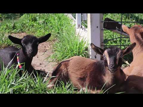 1st Place: Polled Goats - Definition, Genetics & Identification Video Screenshot
