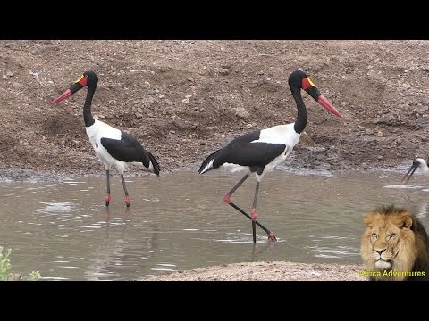 Záboroh sedlovitý (Ephippiorhynchus senegalensis) — Saddle-billed Stork loví v Kruger Parku