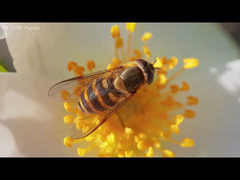 8K ULTRA HD 4320p 30fps AV1 128kbit AAC 8K Insect LIFE   Top 100 Insect Beautiful in