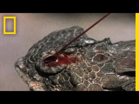 Blood-Squirting Lizard | Weird Weapons
