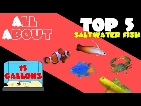 Top 5 Fish for 15 Gallon Saltwater Tank