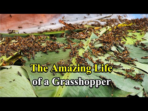 The Amazing Life of a Grasshopper