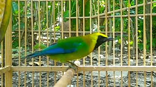 Download lagu ocehan cucak ranting gacor||pancingan jitu cak rante mp3