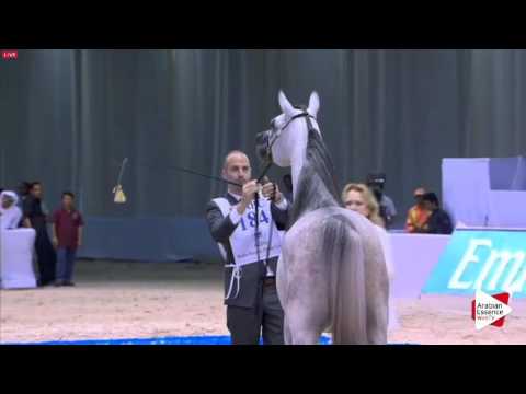 N.184 BASSAM AM - Dubai 2016 - Colts 2 years old (Class 10)