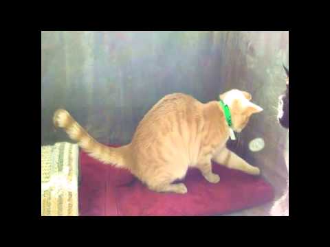 Malak-A1398423, 1 yr male cat, bonded pair with Bane-A1429791