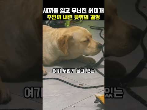 새끼를 잃고 무너진 어미개를 본 주인이 내린 뜻밖의 결정 #강아지 #유기견 #강아지입양