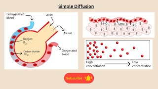 Diffusion for AQA GCSE Biology and combined science