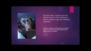 Tzaylie: How my diabetic alert dog from SDWR has changed my life